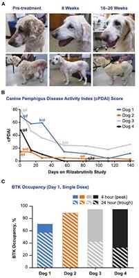 Frontiers | Bruton Tyrosine Kinase Inhibition and Its Role as an